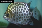 scatophagus argus green scatophagus argus green