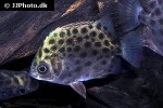 scatophagus argus green scatophagus argus green