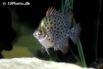 scatophagus argus green scatophagus argus green