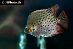 scatophagus argus green scatophagus argus green