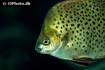 scatophagus argus green scatophagus argus green