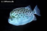 scatophagus argus green scatophagus argus green