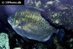 scatophagus argus green scatophagus argus green