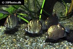 scatophagus argus green scatophagus argus green