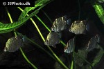 scatophagus argus green scatophagus argus green