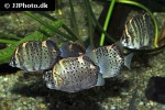 scatophagus argus green scatophagus argus green