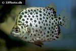 scatophagus argus red scatophagus argus red
