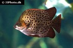 scatophagus argus red scatophagus argus red