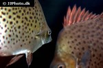 scatophagus argus red scatophagus argus red