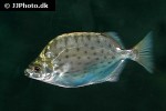 selenotoca multifasciata selenotoca multifasciata