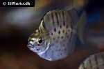 selenotoca multifasciata selenotoca multifasciata