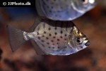 selenotoca multifasciata selenotoca multifasciata