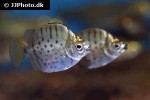selenotoca multifasciata selenotoca multifasciata
