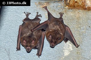 Bats