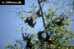 pteropus giganteus indian flying fox bat pteropus giganteus indian flying fox bat