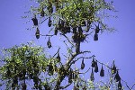 pteropus giganteus indian flying fox bat pteropus giganteus indian flying fox bat