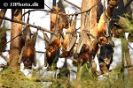 pteropus hypomelanus lepidus island fruit bat flying fox pteropus hypomelanus lepidus island fruit bat flying fox