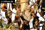 pteropus hypomelanus lepidus island fruit bat flying fox pteropus hypomelanus lepidus island fruit bat flying fox