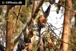pteropus hypomelanus lepidus island fruit bat flying fox pteropus hypomelanus lepidus island fruit bat flying fox