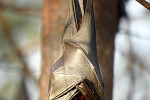 pteropus hypomelanus lepidus island fruit bat flying fox pteropus hypomelanus lepidus island fruit bat flying fox