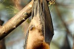 pteropus hypomelanus lepidus island fruit bat flying fox pteropus hypomelanus lepidus island fruit bat flying fox