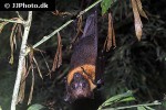 pteropus mariannus mariana fruit bat pteropus mariannus mariana fruit bat