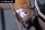 pteropus mariannus mariana fruit bat pteropus mariannus mariana fruit bat