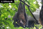 pteropus vampyrus large flying fox bat pteropus vampyrus large flying fox bat