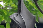 pteropus vampyrus large flying fox bat pteropus vampyrus large flying fox bat