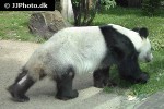 ailuropoda melanoleuca giant panda ailuropoda melanoleuca giant panda