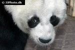 ailuropoda melanoleuca giant panda ailuropoda melanoleuca giant panda