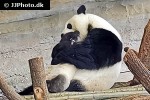 ailuropoda melanoleuca giant panda ailuropoda melanoleuca giant panda