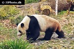 ailuropoda melanoleuca giant panda ailuropoda melanoleuca giant panda