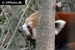 ailurus fulgens red panda ailurus fulgens red panda