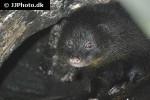 atilax paludinosus marsh mongoose atilax paludinosus marsh mongoose