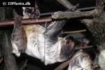 choloepus didactylus linnaeus s two toed sloth choloepus didactylus linnaeus s two toed sloth