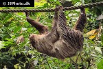 choloepus didactylus linnaeus s two toed sloth choloepus didactylus linnaeus s two toed sloth