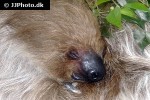 choloepus hoffmanni hoffmann s two toed sloth choloepus hoffmanni hoffmann s two toed sloth