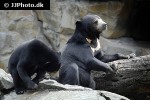 helarctos malayanus sun bear helarctos malayanus sun bear