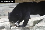 helarctos malayanus sun bear helarctos malayanus sun bear