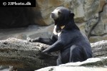helarctos malayanus sun bear helarctos malayanus sun bear