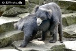 melursus ursinus sloth bear melursus ursinus sloth bear