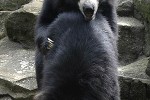 melursus ursinus sloth bear melursus ursinus sloth bear