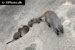 mungos mungo banded mongoose mungos mungo banded mongoose