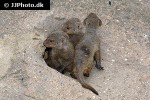 mungos mungo banded mongoose mungos mungo banded mongoose