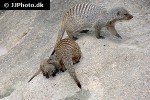 mungos mungo banded mongoose mungos mungo banded mongoose