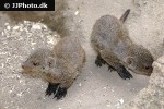 mungos mungo banded mongoose mungos mungo banded mongoose