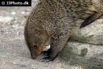 mungos mungo banded mongoose mungos mungo banded mongoose