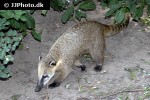 nasua nasua south american coati nasua nasua south american coati