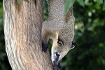nasua nasua south american coati nasua nasua south american coati